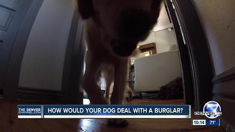 Would your dog stop a burglar?