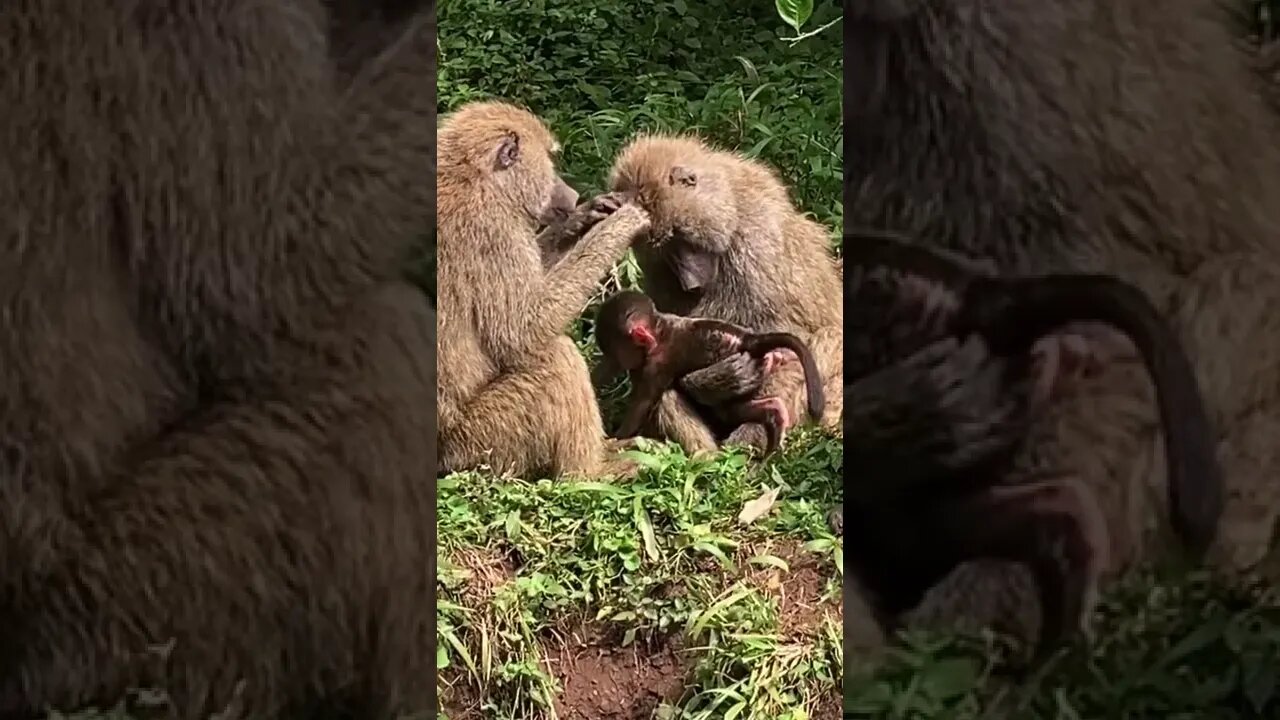 Crazy Baboon Behavior: Why They Love to Groom Each Other?🤔#shorts #safari #travelling