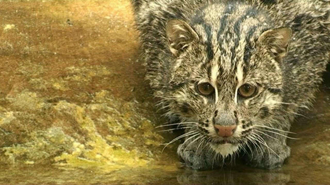 Fishing Cat