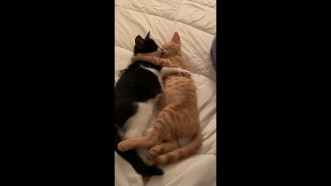 Cat cuddle 🤗