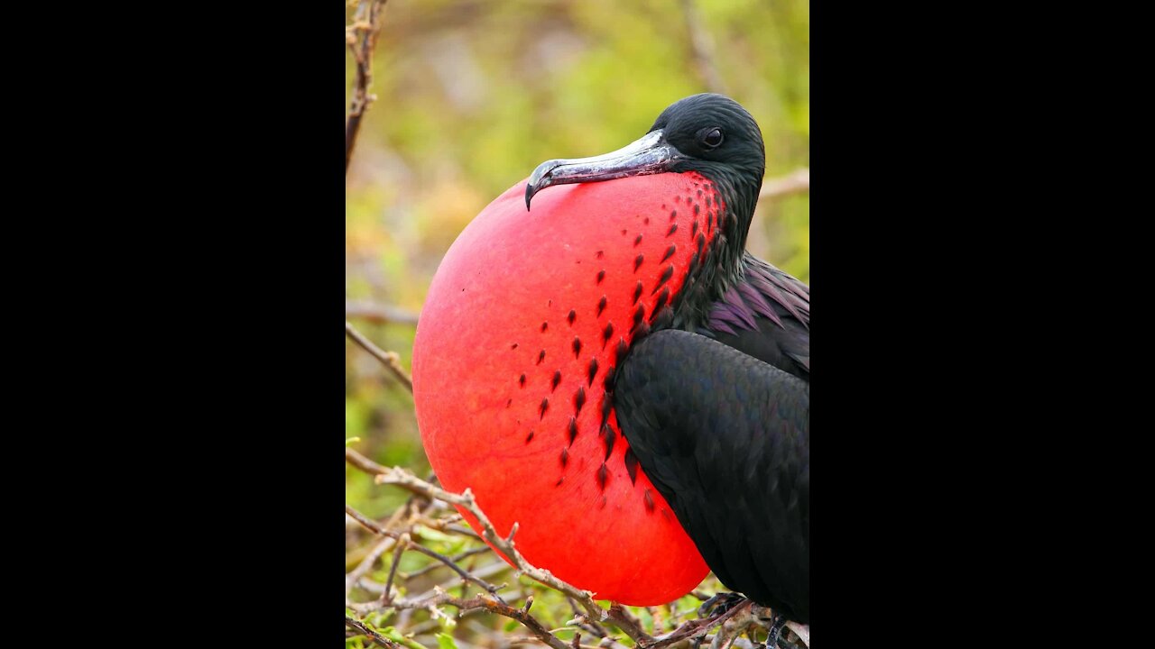 Very beautiful black-and-red birds