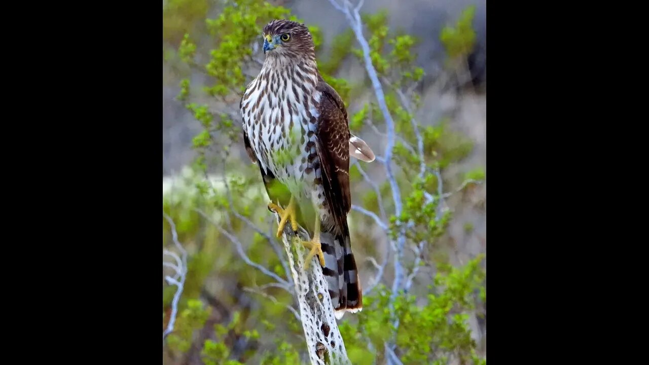 Everything Looks Like A Nail .....