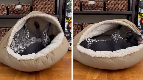 Silly Pup Loves To Play With His Cozy Bed