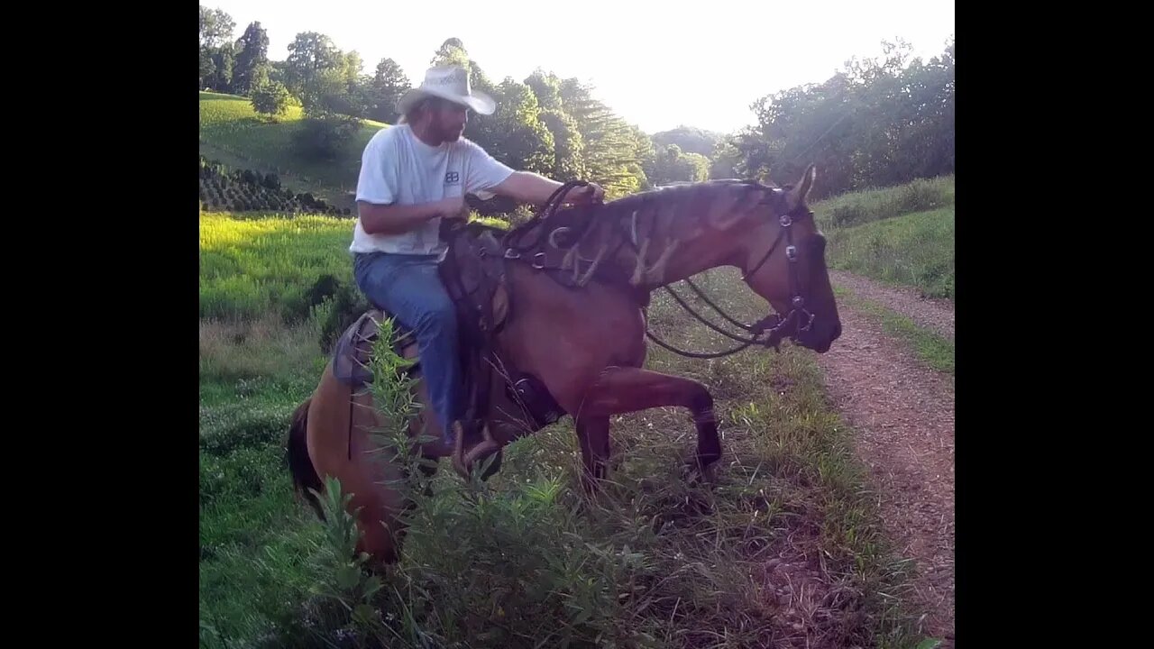 Allie the Wonder Horse Has 4x4!