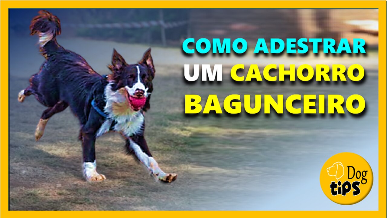 Principais Comportamentos Canino | Canal Dog Tips - Main Canine Behaviors | Dog Tips Channel