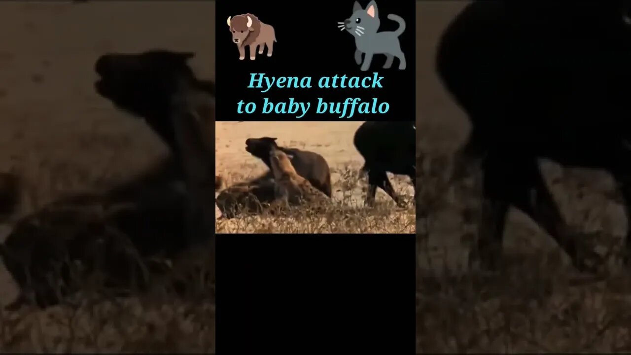 Hyena attack to baby Buffalo 🐃#shorts #youtubeshorts