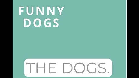 Very very funny dog!