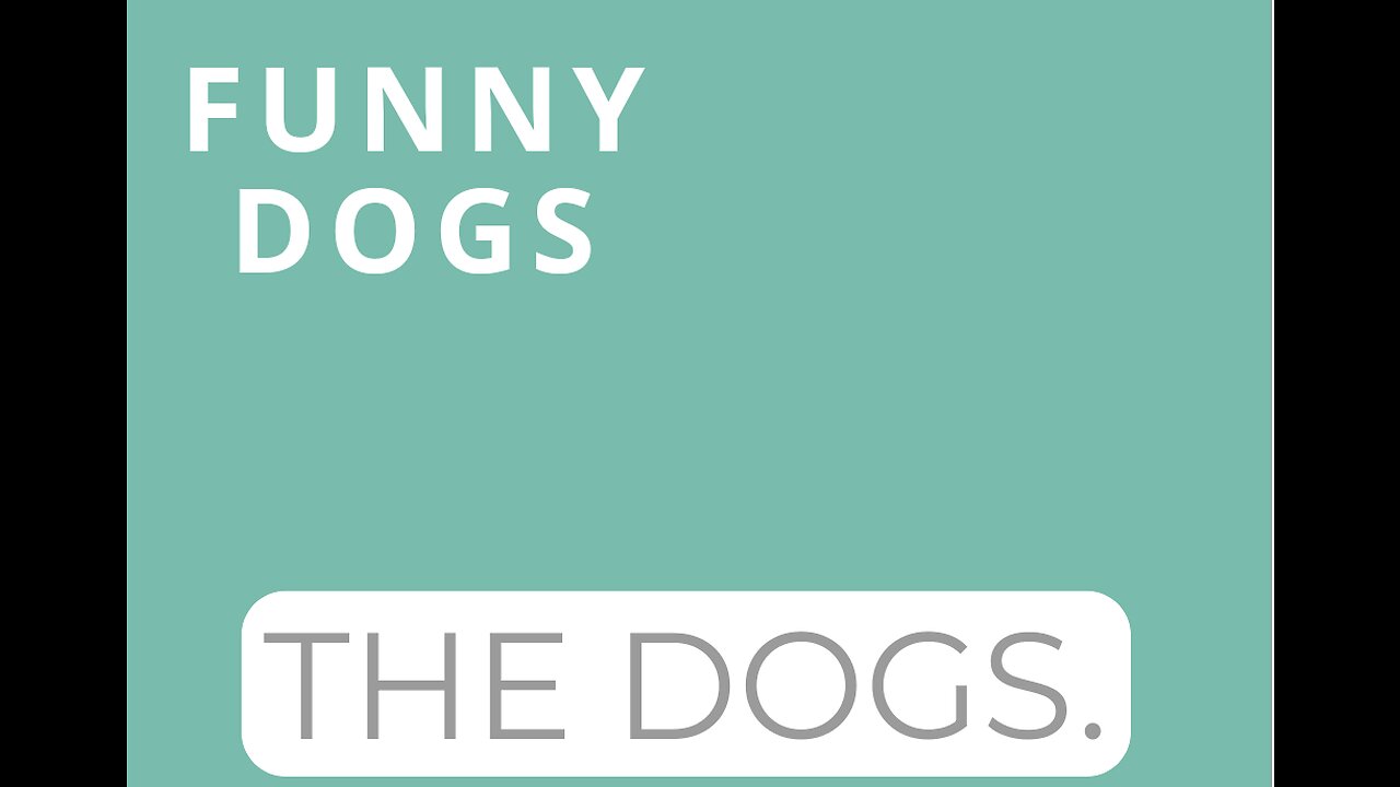 Very very funny dog!