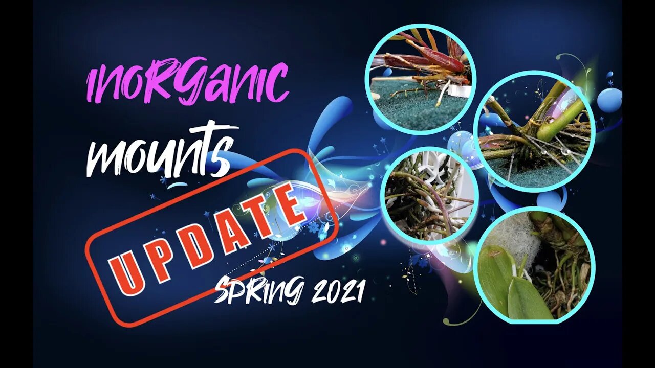 INORGANIC MOUNTS | 1 year UPDATE #inorganicorchidmounts