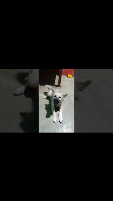 cute dog status for whatsapp ❤️🥰| pomeranian dog status 😍| #dogs #shorts #puppy