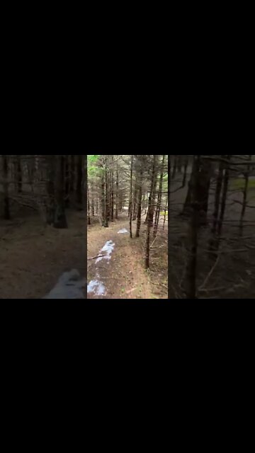 Getting lost in the forest 🌳