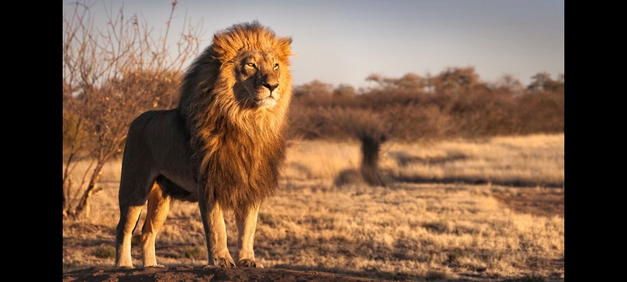 African lion sightings and activities