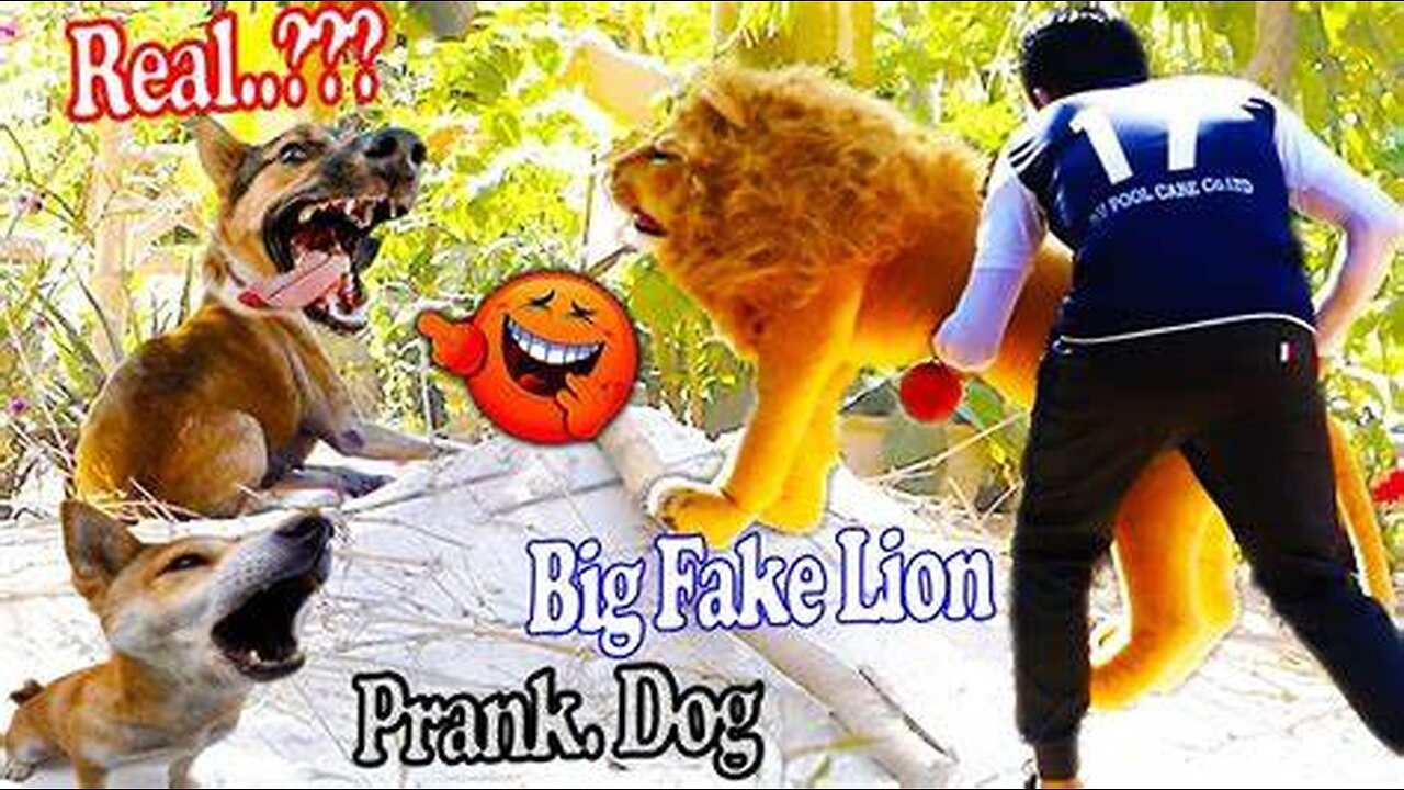 Troll Prank Dog Funny & fake Lion and Fake Tiger Prank To dog & Huge Box Prank to dog