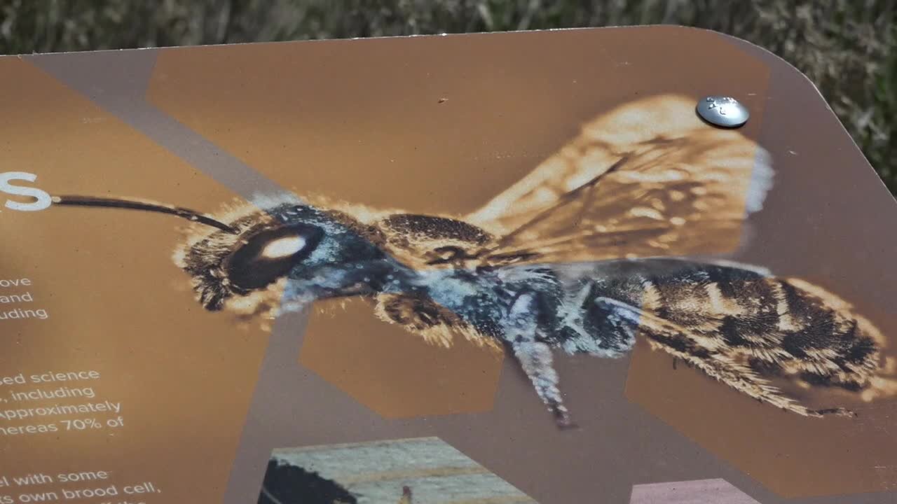 Participate in science with new Bee Watch program