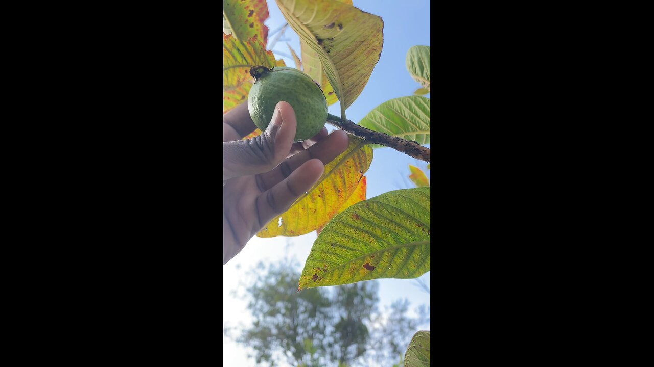 Fruit Cut 😂 #guava