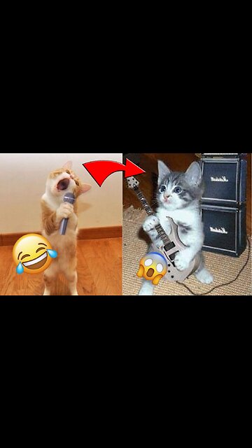 Funniest Animals 2023 Funniest cat and Dogs