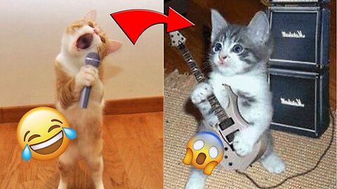 Funniest Animals 2023 Funniest cat and Dogs