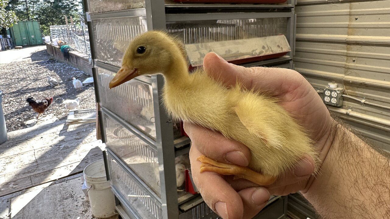 Ryan's Goslings - Random Farm Bird Cam