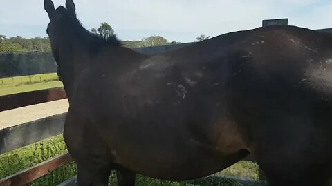 The day Tuppy arrived. Heavily pregnant, thin, covered in bite and whip marks