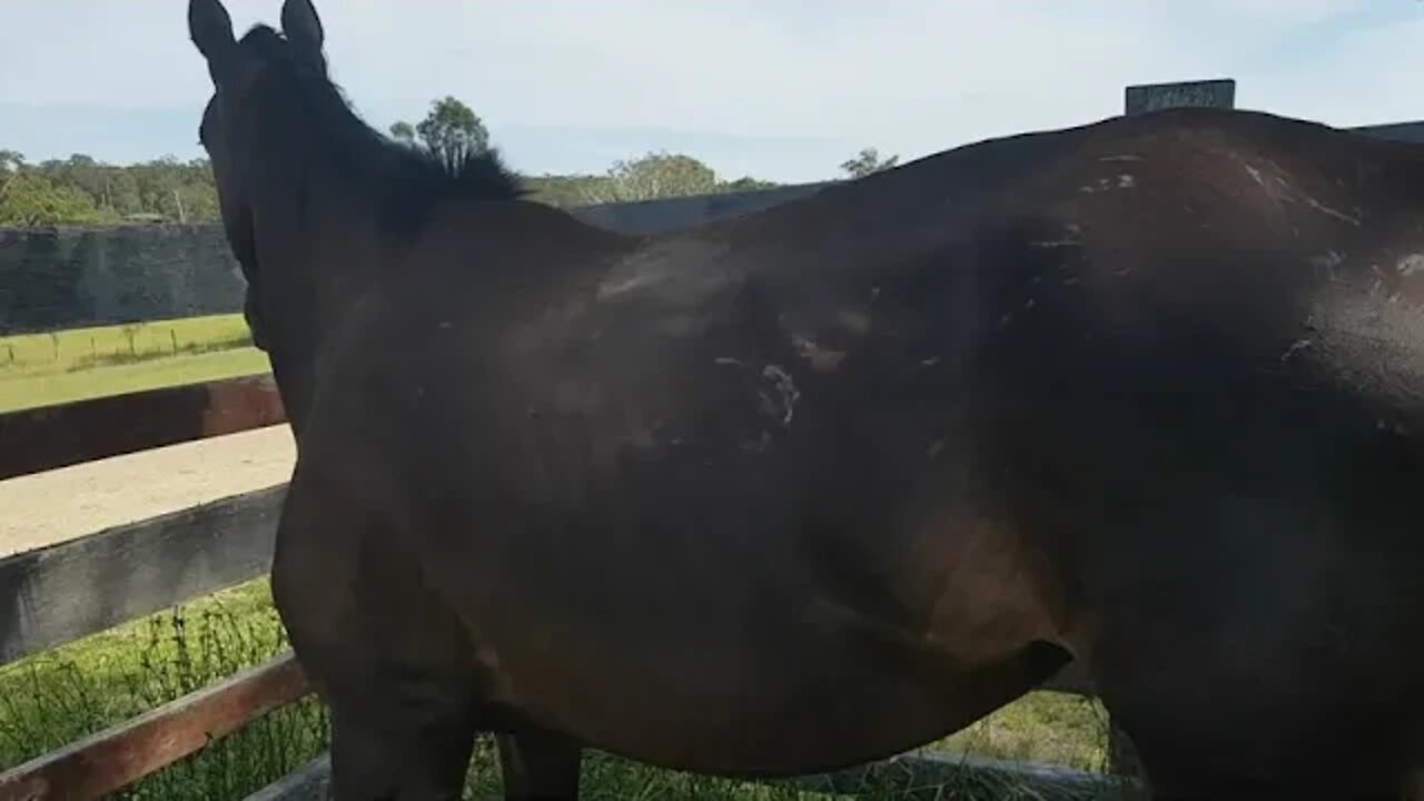 The day Tuppy arrived. Heavily pregnant, thin, covered in bite and whip marks