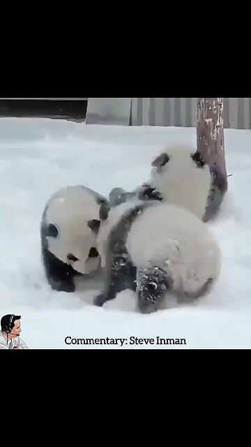 Ultimate Fighting Pandas