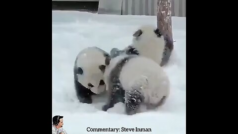 Ultimate Fighting Pandas