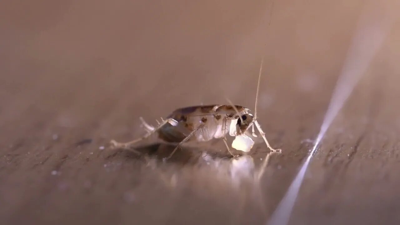 small cockroach eating small piece of sugar and wiggling its antenna view from behind macro shot 4K