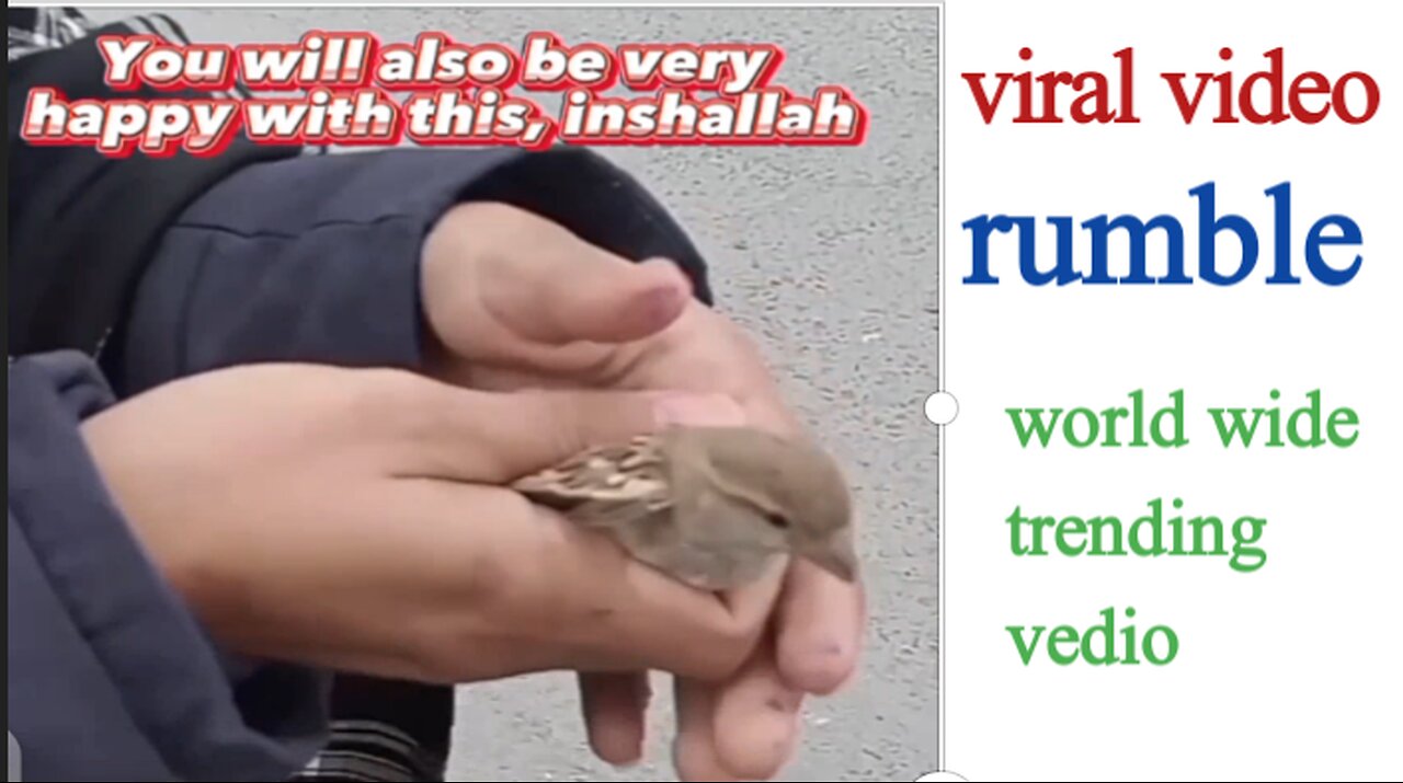 World wide Viral video sparrow ❤️ / rumble / trading vedio /