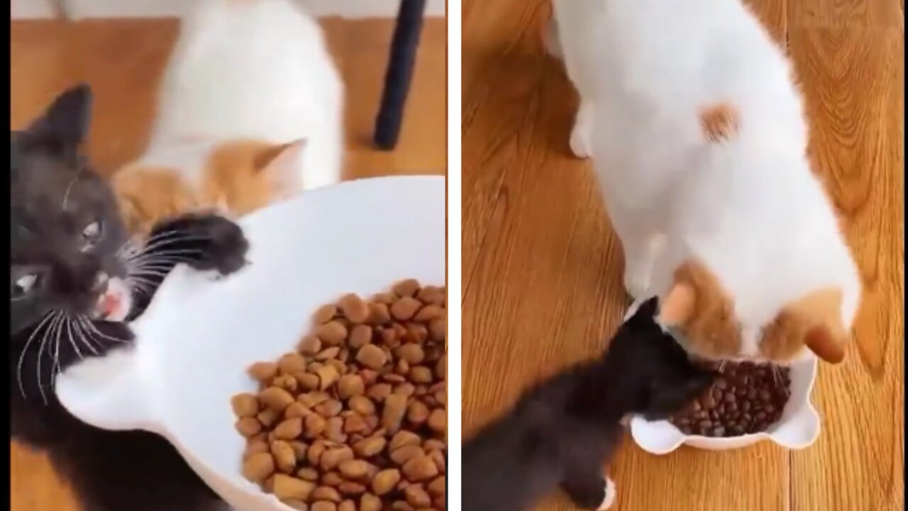 Funny cat videos #02