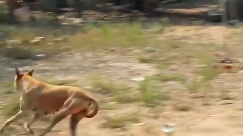 funny animal video dogs and lion funny video