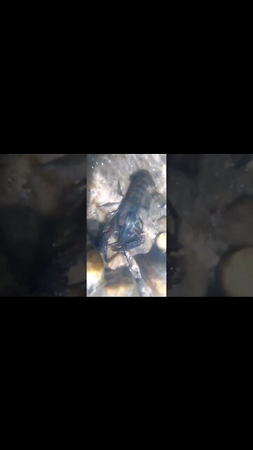 HUGE Georgia crawdad - Etowah River #crayfish #goldprospecting