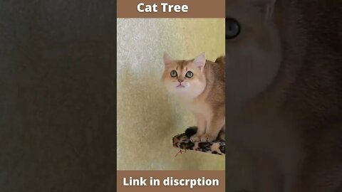 Cat Tree , Funny Cute Pets Lovers, Multi level tree for cat, link in description ,cat meawo,#shorts