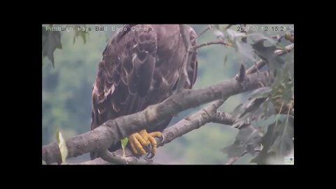 Hays Eagles Dad and Mom perched in attic Dad's talon study 71221 15:14