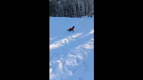 Running in the snow