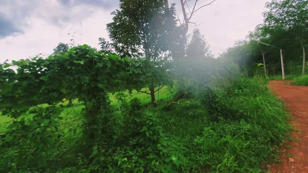 ATV Ride Through Thailand Jungle Country, see HUGE Durian Farm