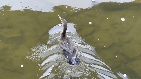 From a bridge’s view. Cormorant politely distances away