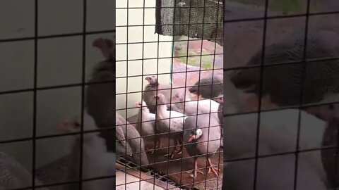 Guinea fowl keets say good morning