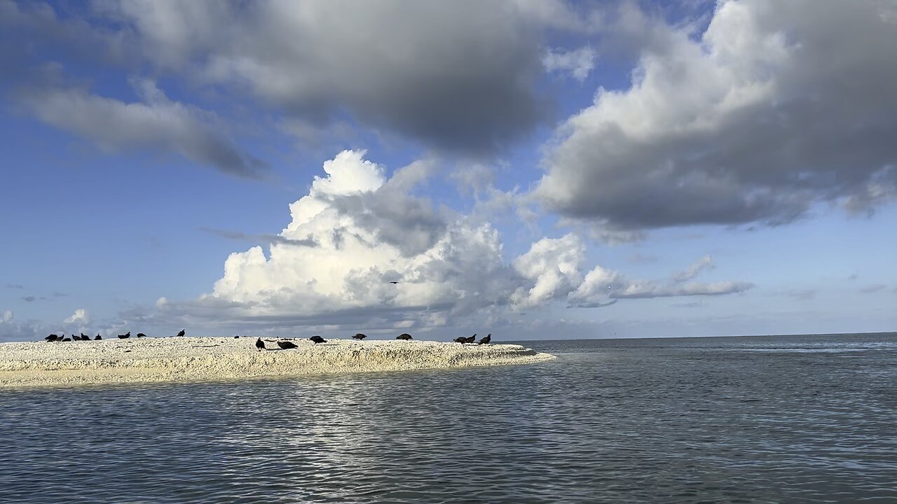 Vulture Island #FYP #Vulture #BlackVulture #TurkeyVulture #10KIslands #MarcoIsland #SWFL #4K