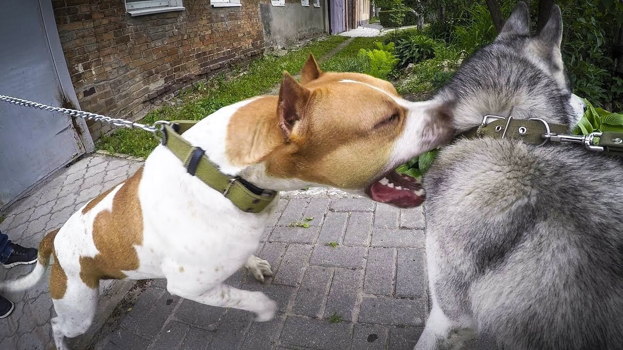 American Bully fight in street of New Delhi. [Dogs fights] [ Angry Americ...