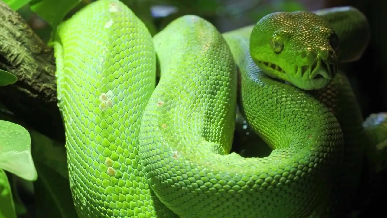 Morelia viridis