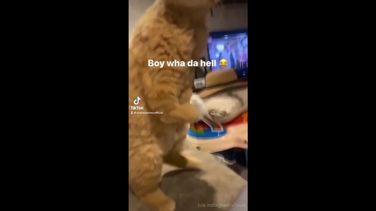 When you cat plays to much