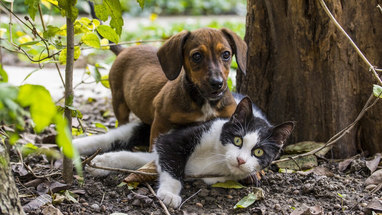 Unbelievable stunts from cats and Dogs- Best way to training your pets