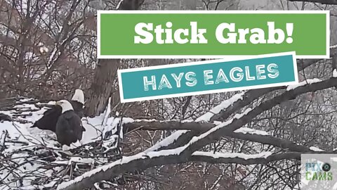 Hays Eagles Mom snaps off a stick to bring into the nest 2022 01 07 17:18