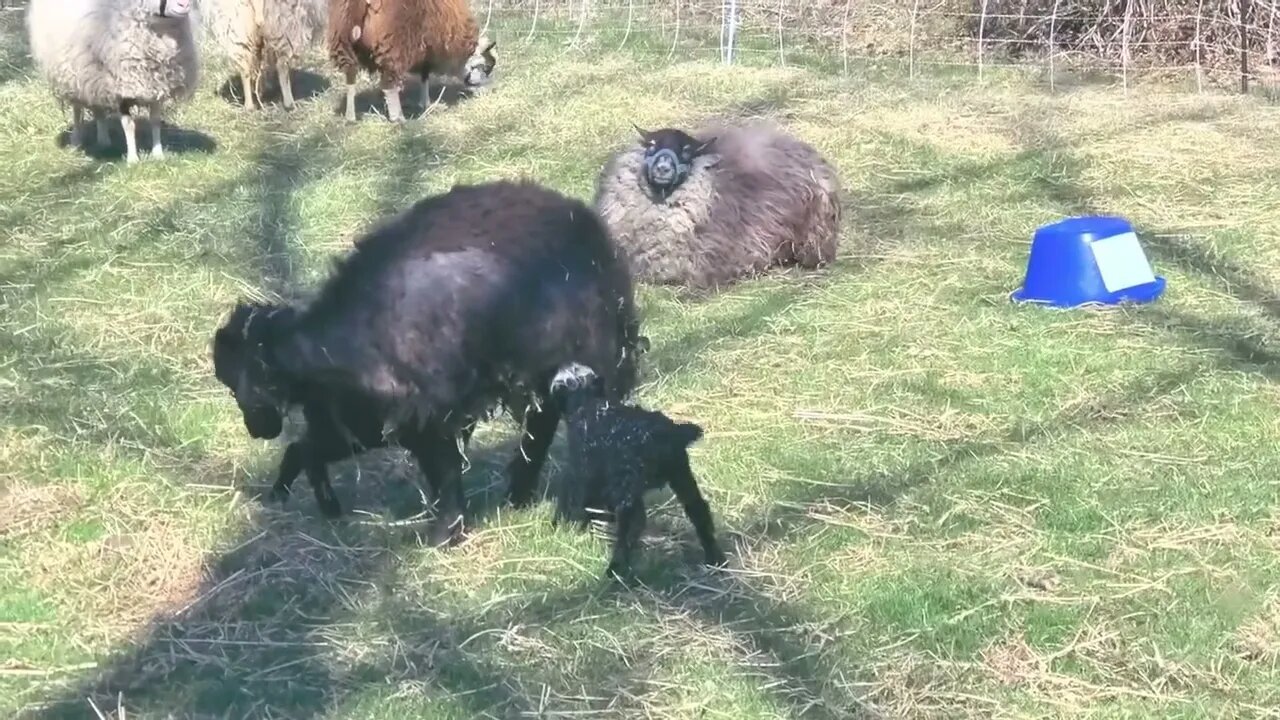 April Fools Lambs