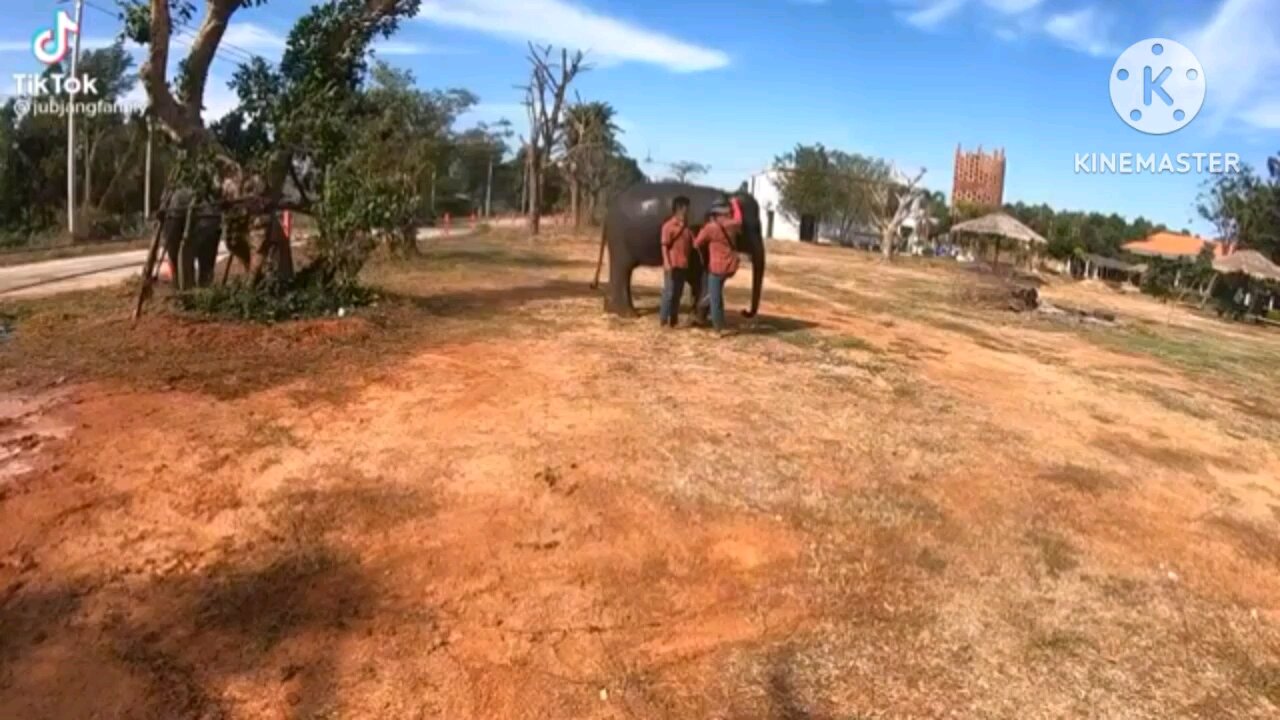 Elephant funny