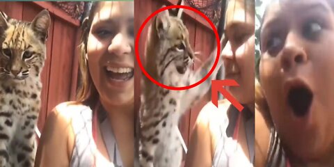 This tiger kid attacked the girl Crazy Moments