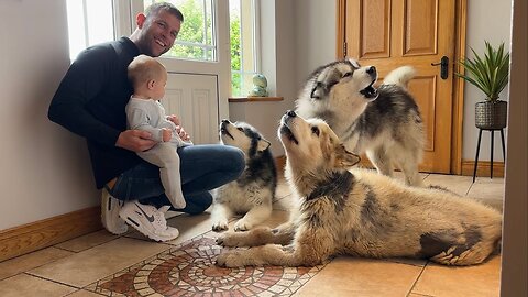 Adorable Baby Boy Teaches His Wolves To Howl! (Cutest Ever!!)