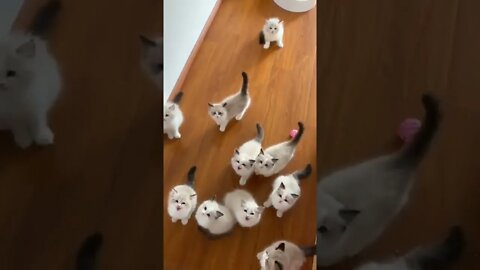 so cute Kittens
