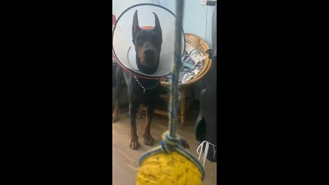 Doberman dog patiently waits for ball