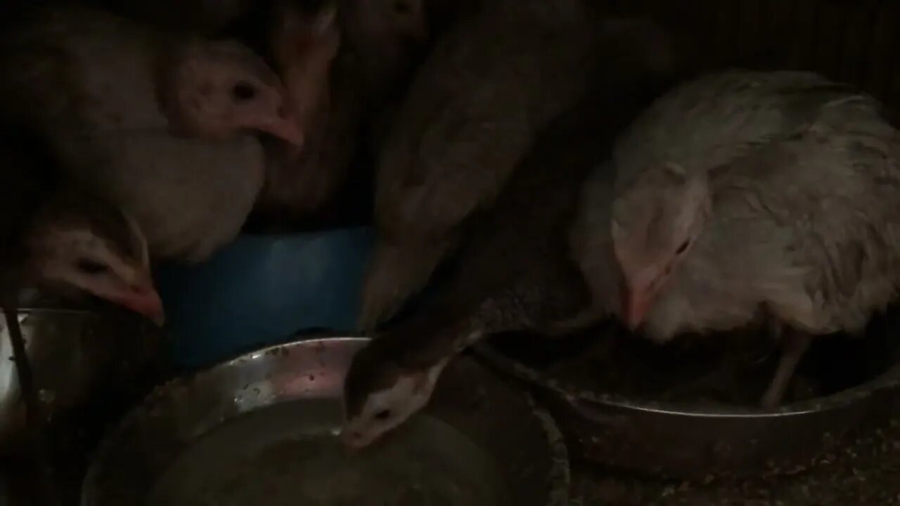 Caring for 4 week old guinea fowl keets